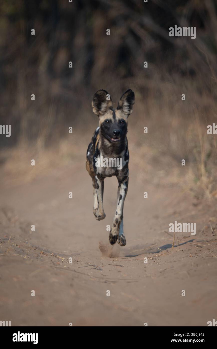 Afrikanischer Wildhund auf Sandwegen Stockfoto