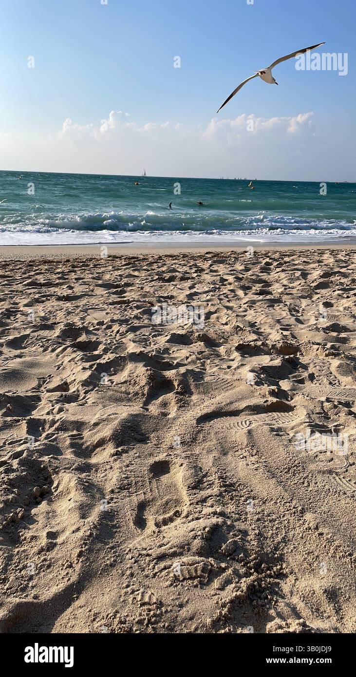 Eine einsame Möwe am Sandstrand eines Dubais, mit sanften Wellen und einem klaren Himmel, die einen friedlichen Moment an der Küste schaffen - Smartphone-aufgenommenes Stockfoto