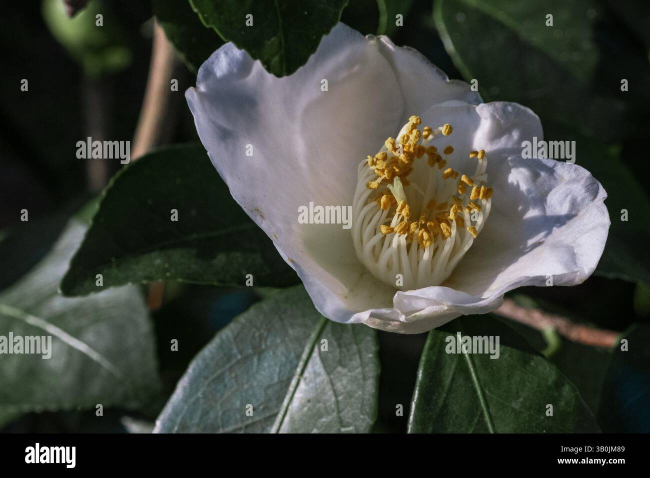 Weiße Kamelienblüten blühen in einem botanischen Garten Stockfoto