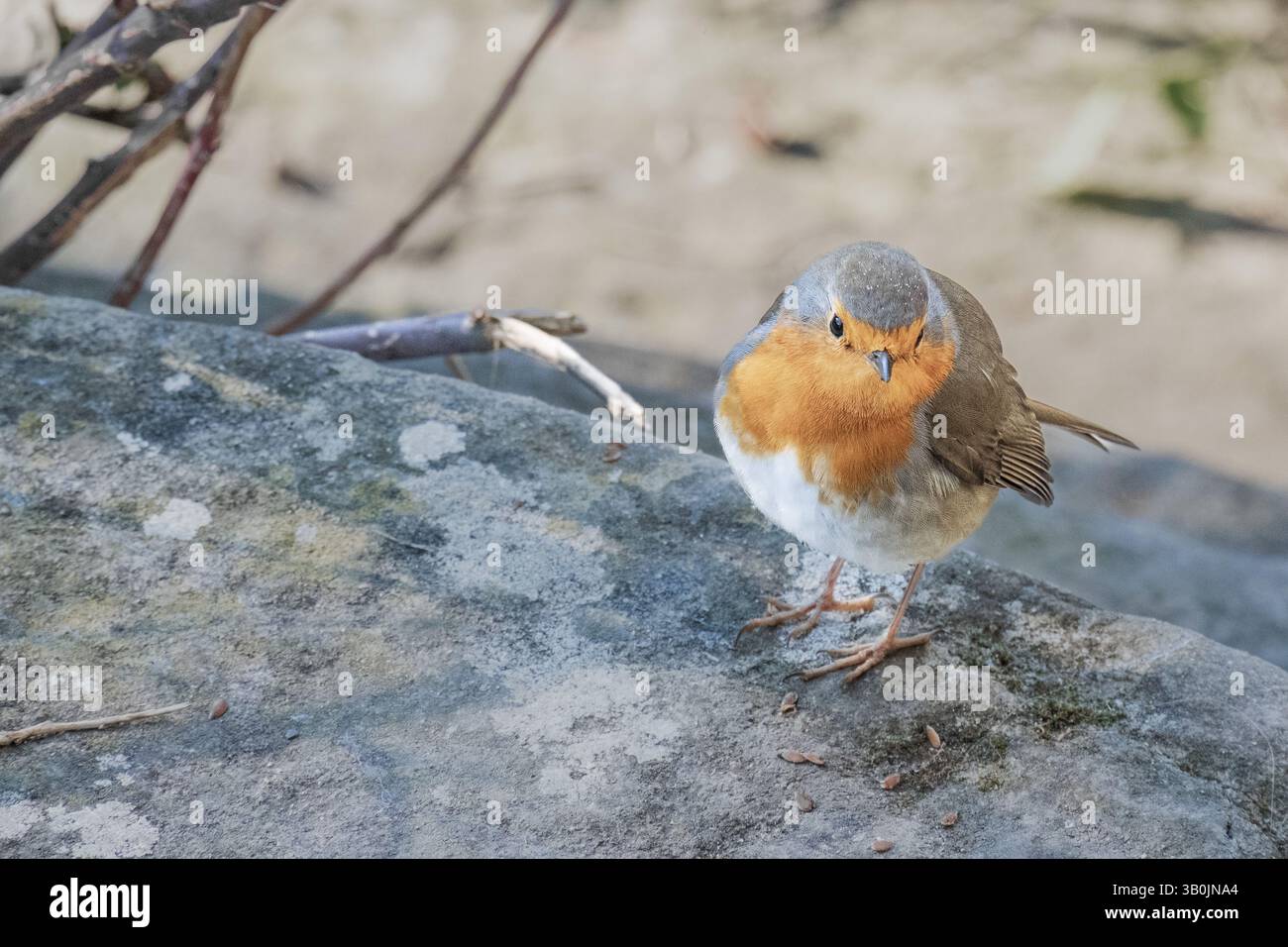 Robin Redbrust nimmt Nussstücke auf Stockfoto