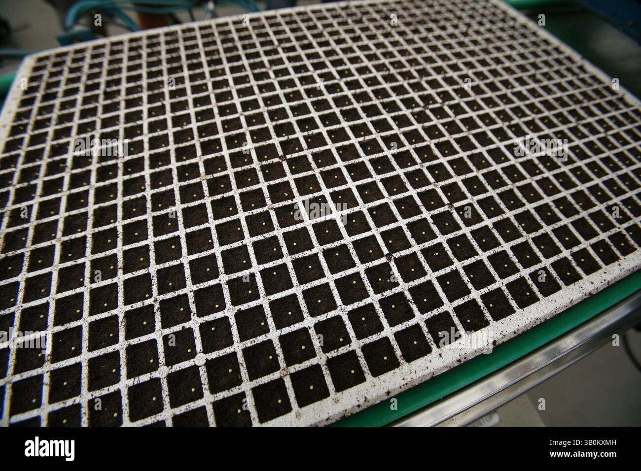 April 2007 - Lisse, Niederlande - Saatgutunternehmen produzieren und verkaufen Saatgut für Blumen, Obst und Gemüse an den Hobbygärtner. Die Saatgutproduktion ist ein milliardenschweres Unternehmen, das weltweit wachsende Anlagen und Anbaustandorte nutzt. Während der Großteil des Saatguts von großen spezialisierten Anbauern produziert wird, werden große Mengen von kleinen Anbauern produziert, die nur eine bis wenige Erntegutarten produzieren. Diese größeren Unternehmen liefern Saatgut sowohl an gewerbliche Wiederverkäufer als auch an Großhändler. Die Wiederverkäufer und Großhändler verkaufen an Gemüse- und Obstbauern sowie an Unternehmen, die Saatgut in Packungen und s verpacken Stockfoto