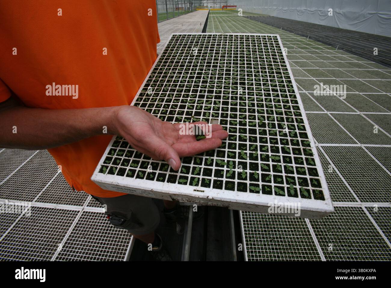 April 2007 - Lisse, Niederlande - Saatgutunternehmen produzieren und verkaufen Saatgut für Blumen, Obst und Gemüse an den Hobbygärtner. Die Saatgutproduktion ist ein milliardenschweres Unternehmen, das weltweit wachsende Anlagen und Anbaustandorte nutzt. Während der Großteil des Saatguts von großen spezialisierten Anbauern produziert wird, werden große Mengen von kleinen Anbauern produziert, die nur eine bis wenige Erntegutarten produzieren. Diese größeren Unternehmen liefern Saatgut sowohl an gewerbliche Wiederverkäufer als auch an Großhändler. Die Wiederverkäufer und Großhändler verkaufen an Gemüse- und Obstbauern sowie an Unternehmen, die Saatgut in Packungen und s verpacken Stockfoto