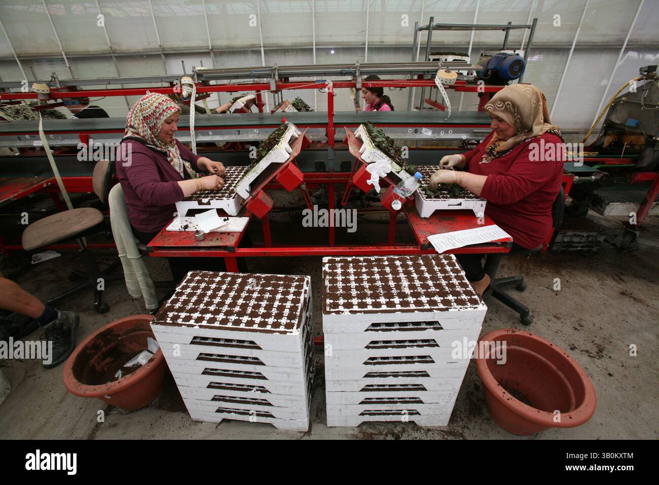 April 2007 - Lisse, Niederlande - Saatgutunternehmen produzieren und verkaufen Saatgut für Blumen, Obst und Gemüse an den Hobbygärtner. Die Saatgutproduktion ist ein milliardenschweres Unternehmen, das weltweit wachsende Anlagen und Anbaustandorte nutzt. Während der Großteil des Saatguts von großen spezialisierten Anbauern produziert wird, werden große Mengen von kleinen Anbauern produziert, die nur eine bis wenige Erntegutarten produzieren. Diese größeren Unternehmen liefern Saatgut sowohl an gewerbliche Wiederverkäufer als auch an Großhändler. Die Wiederverkäufer und Großhändler verkaufen an Gemüse- und Obstbauern sowie an Unternehmen, die Saatgut in Packungen und s verpacken Stockfoto