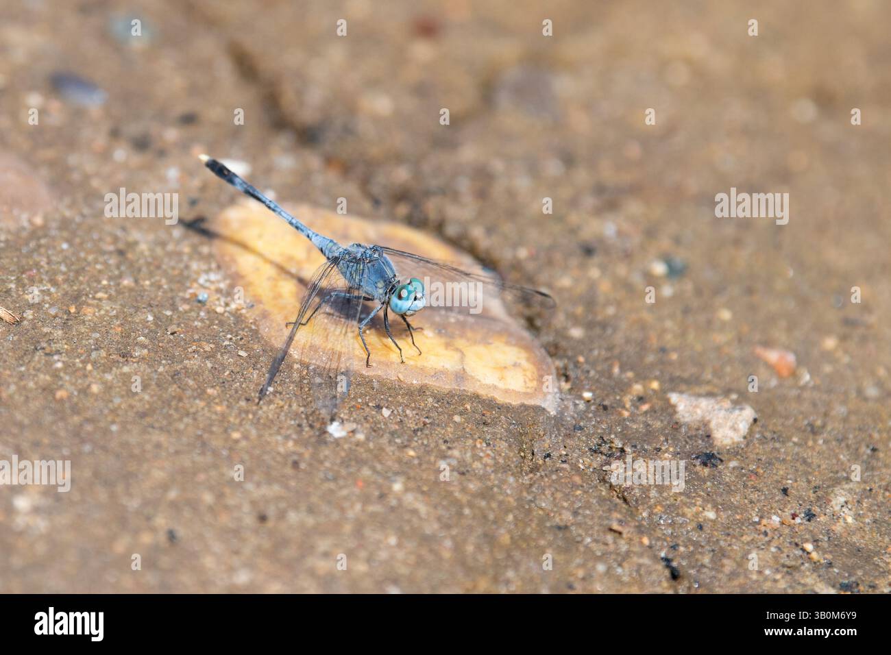 Blaue indische Libelle, Orthetrum anceps auf einem Felsen sitzend, Insekten in asien, Tierbiotope Stockfoto