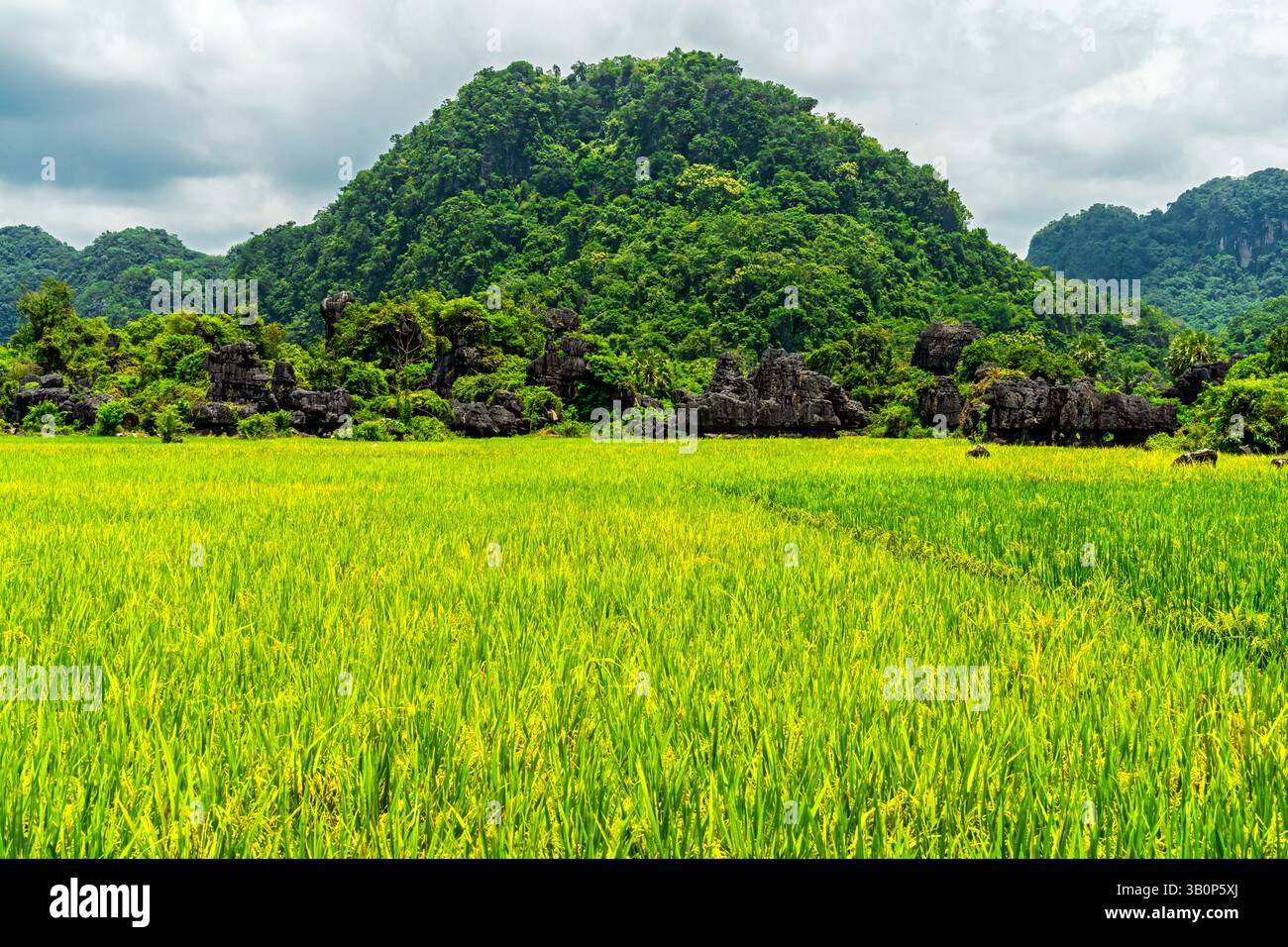 Der Maros Pangkep Geopark, kars Steinwald in Maros, Süd-Sulawesi, Indonesien. Außerhalb von Makassar liegt Rammang-Rammang, Heimat eines der Welt Stockfoto