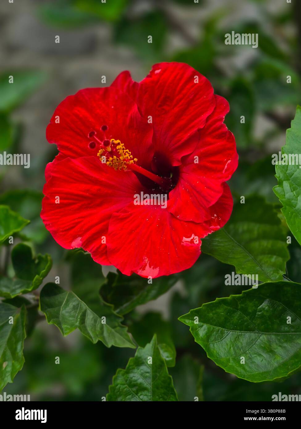 Eine leuchtend rote Hibiskusblüte in voller Blüte, deren Blütenblätter in einem symmetrischen Sternmuster nach außen strahlen. - Smartphone-aufgenommenes Stockfoto