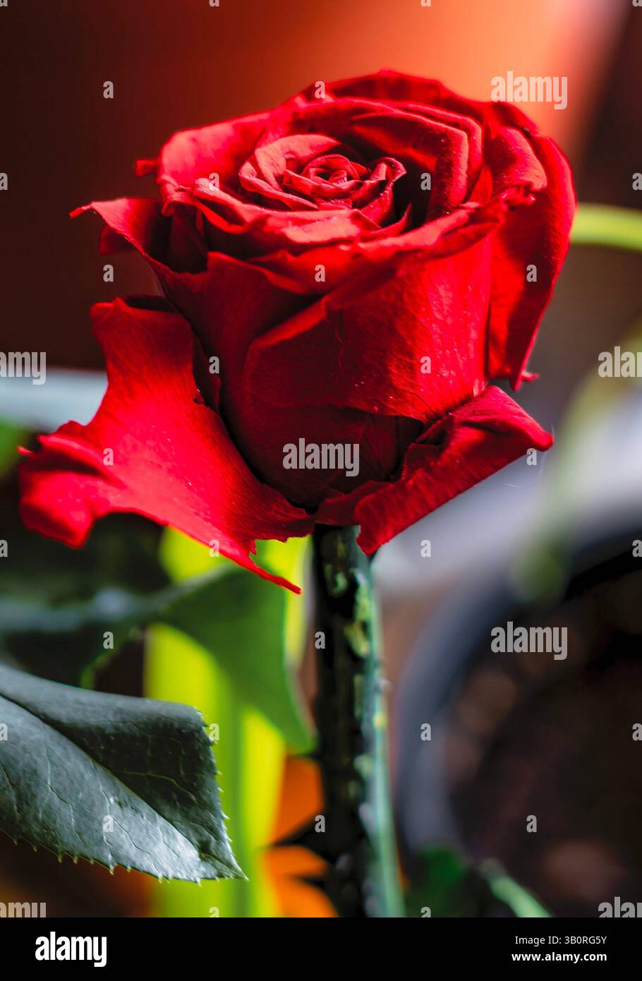 Eine einfache Rose im Morgenlicht Stockfoto
