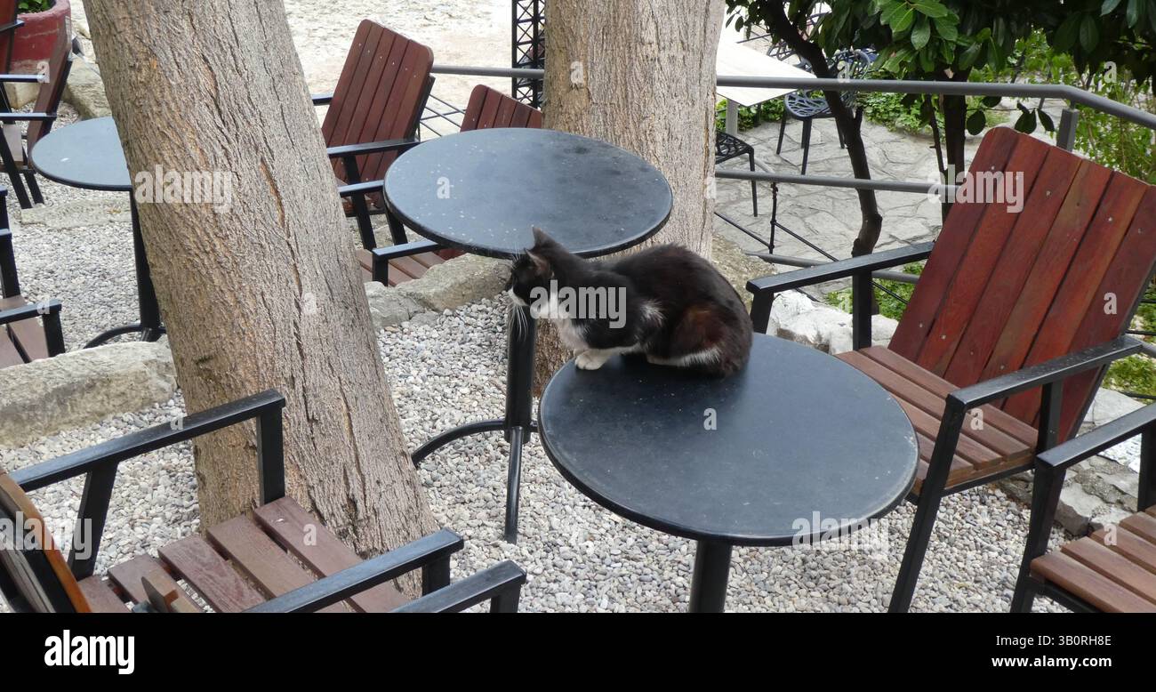 Katze auf dem Tisch des Restaurants - Mostar, Bosnien und Herzegowina Stockfoto
