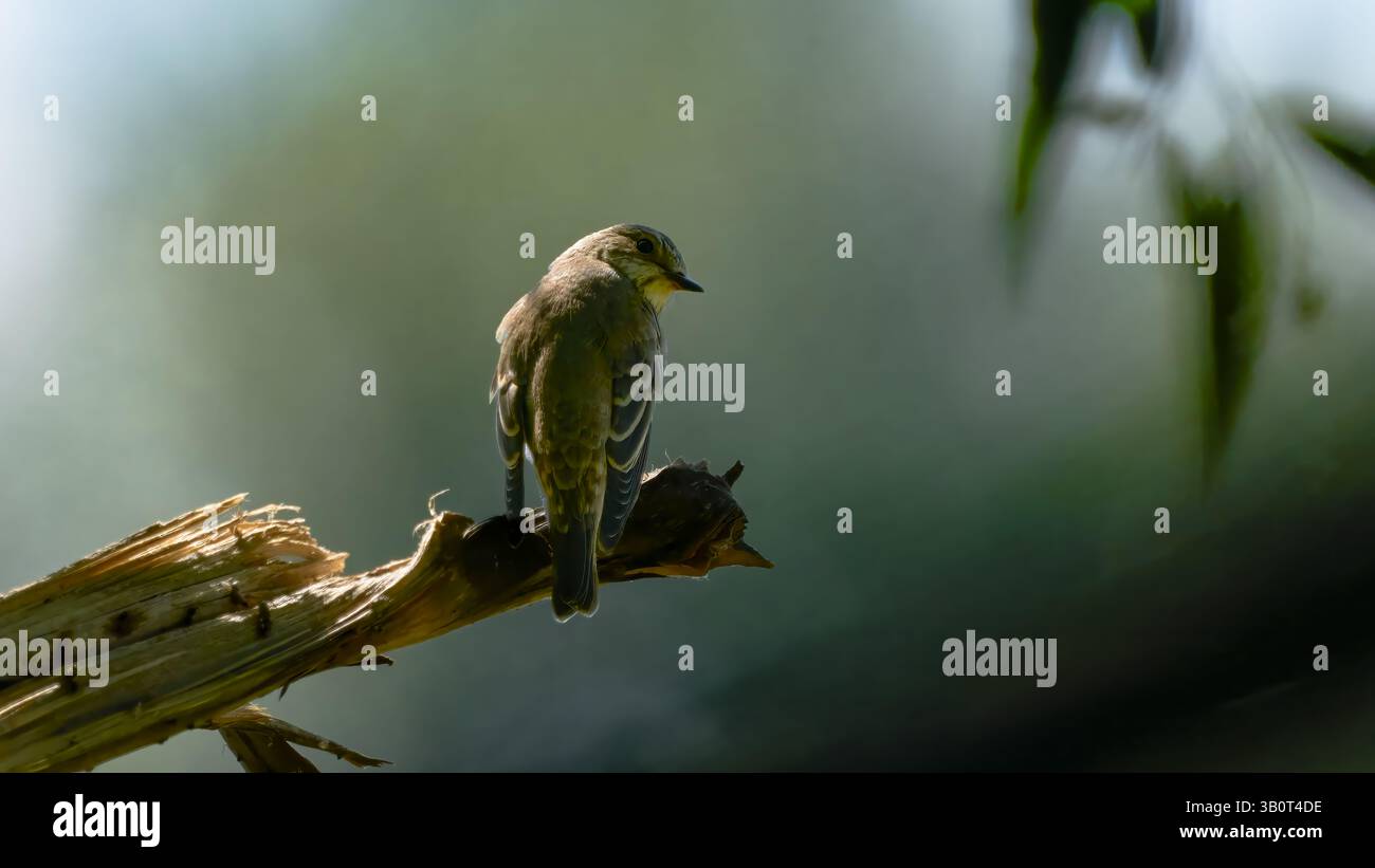 Vogel im halbschattigen Unterholz, beobachtet am Ast Stockfoto