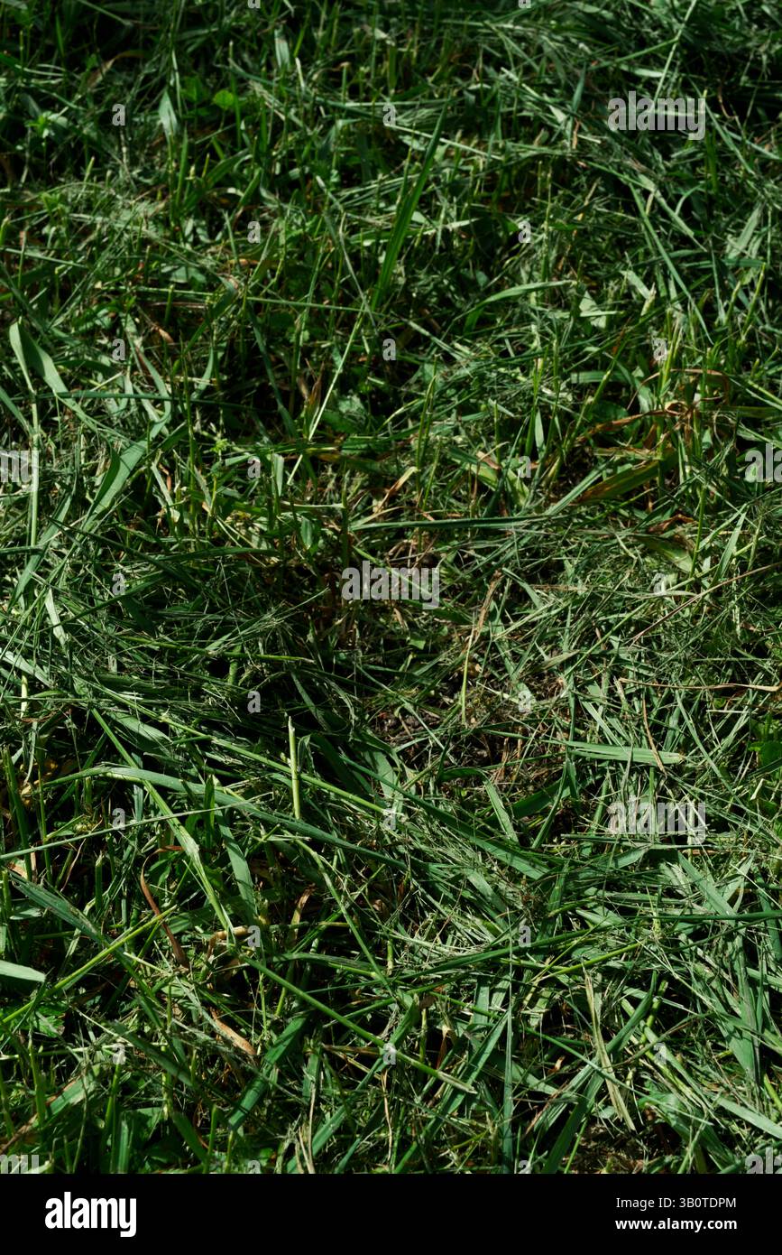 Frisch geschnittenes grünes Grasschnitt bedeckt den Boden und bildet eine strukturierte Schicht aus organischem Material Stockfoto