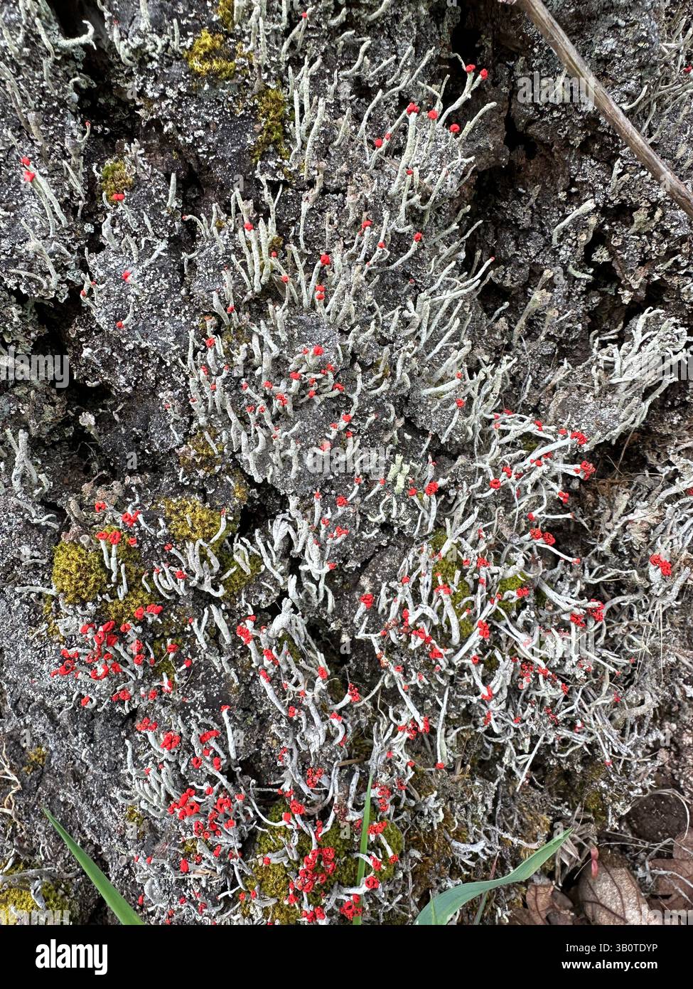 Lippenstift powderhornflechte wächst auf einem Stumpf. Stockfoto