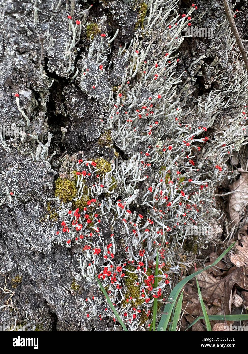 Lippenstift powderhornflechte wächst auf einem Stumpf. Stockfoto