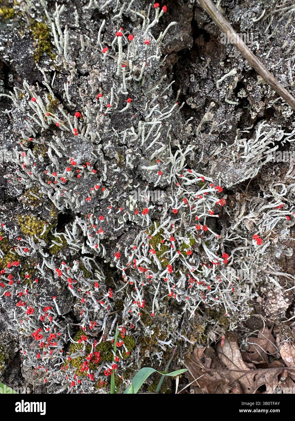 Lippenstift powderhornflechte wächst auf einem Stumpf. Stockfoto