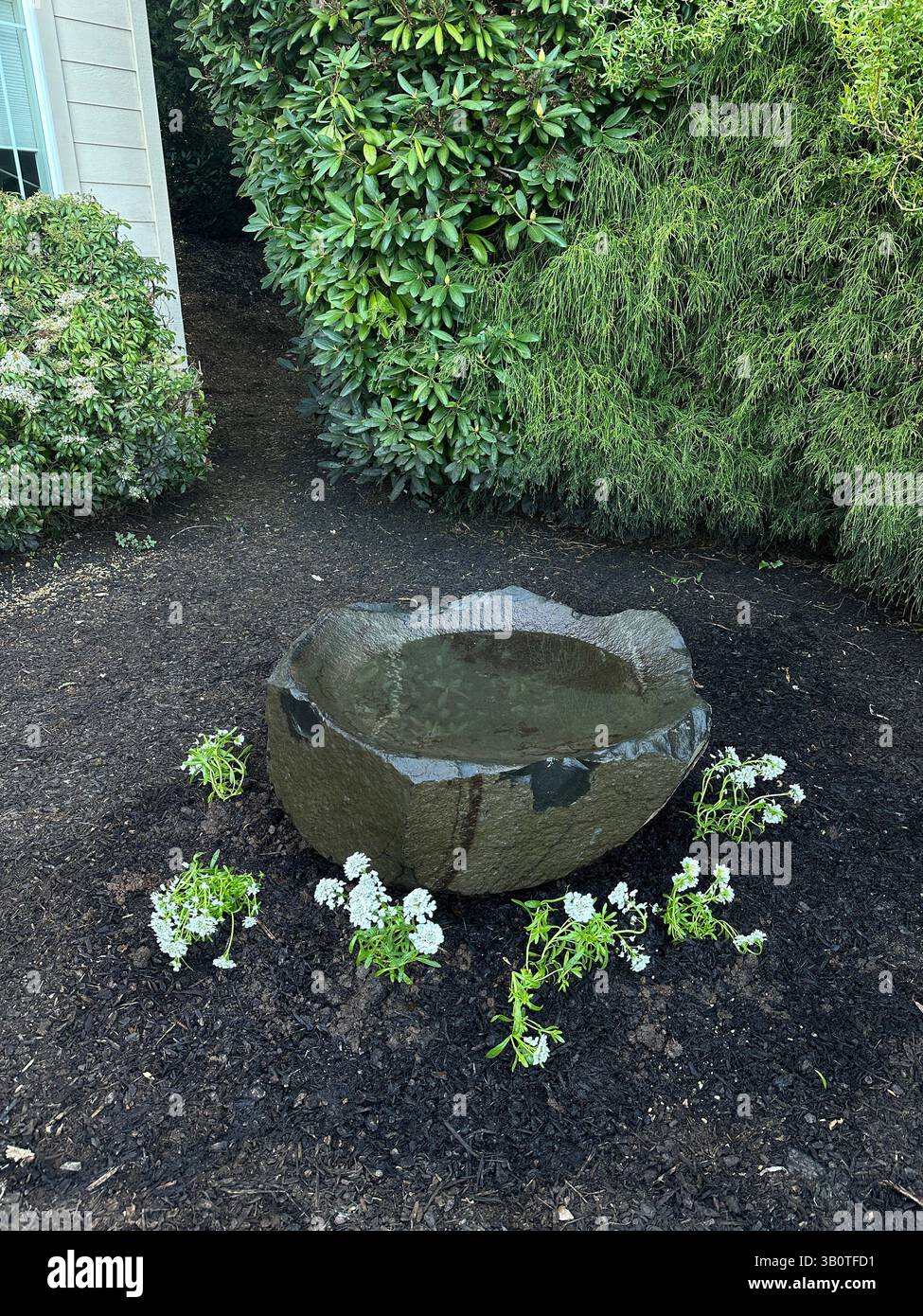 Ein natürlicher Vogelbadefelsen, umgeben von Süßigkeitenblumen, im Hof eines Hauses. Stockfoto