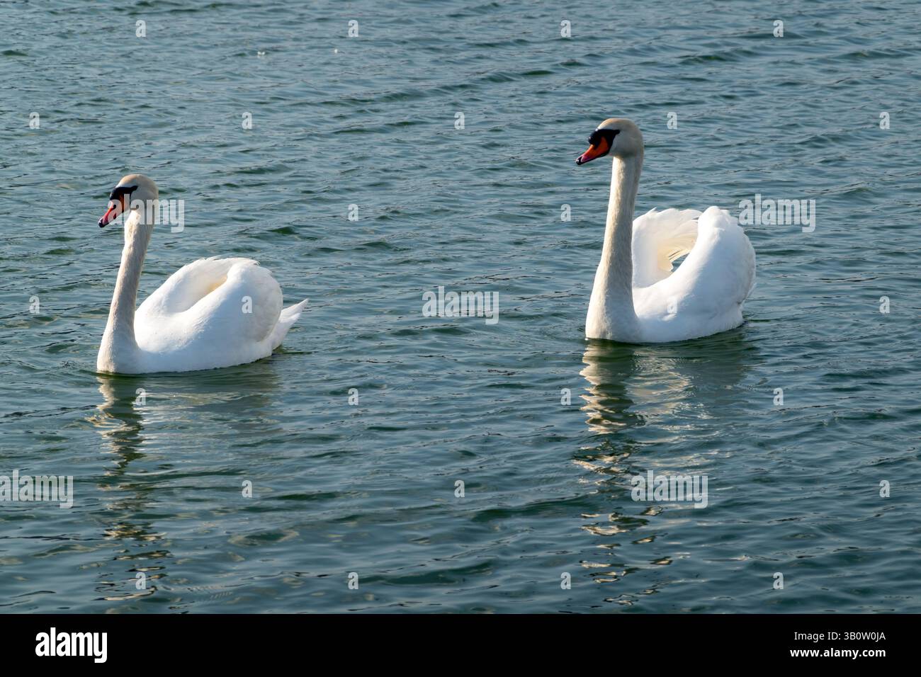 Weißer Schwan im See mit blauem, dunklem Hintergrund. Stockfoto