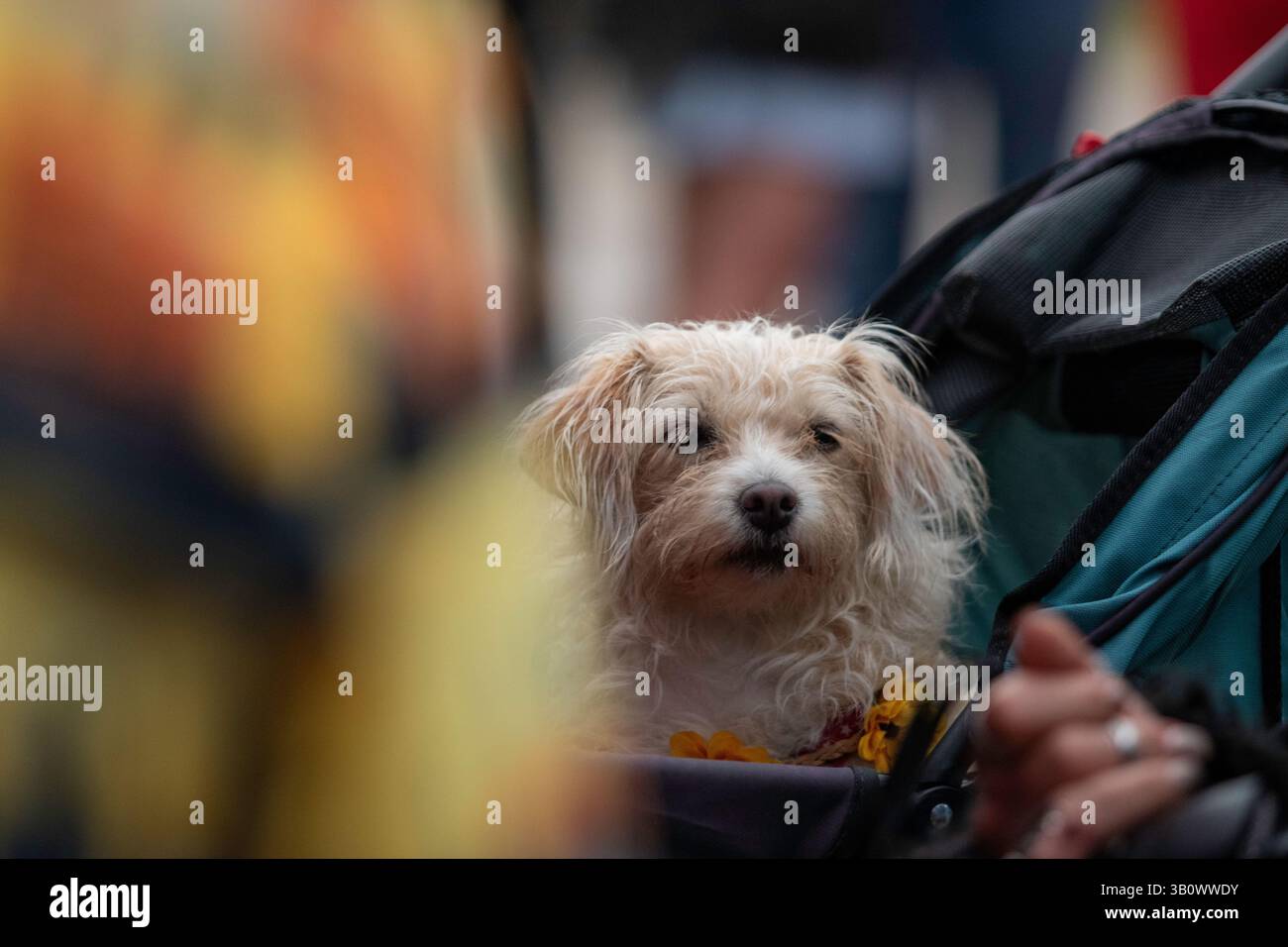 Ein kleiner Hund in einem Buggy und gedämpft kaufen den ungewöhnlichen Regen und achten auf das Maverick Americana Music Festival 2019 im Easton Farm Park Suffolk Stockfoto