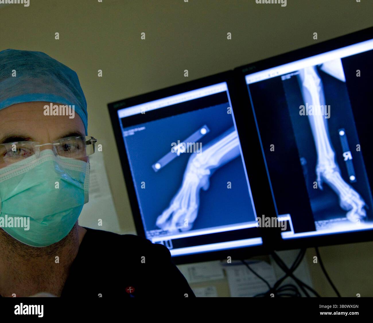 09. Dezember 2010 - Eashing, Surrey, Vereinigtes Königreich - NOEL FITZPATRICK vor einer Röntgenaufnahme eines Labrador-Hundes, der ohne Handgelenk und mit drei Zehen statt fünf geboren wurde. Noel wird ein neues Handgelenk für den Hund machen, indem er Knochen eines toten Hundes verwendet. Noel Fitzpatrick ist ein Pionier-Tierarzt, ein sogenannter bionischer Tierarzt und seine millionenschwere Tierarztpraxis befindet sich in Eashing, Surrey, England. (Bild: © Nick Cunard/ZUMAPRESS.com) Stockfoto