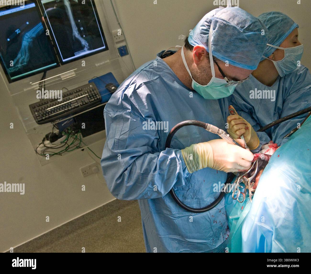 09. Dezember 2010: Eashing, Surrey, Vereinigtes Königreich: NOEL FITZPATRICK operiert an einem Labrador-Hund, der ohne Handgelenk geboren wurde, mit drei Zehen statt fünf. Noel wird ein neues Handgelenk dafür machen, indem er Knochen eines toten Hundes verwendet. Noel Fitzpatrick ist ein Pionier-Tierarzt, ein sogenannter bionischer Tierarzt und seine millionenschwere Tierarztpraxis befindet sich in Eashing, Surrey, England. (Bild: © Nick Cunard/ZUMAPRESS.com) Stockfoto