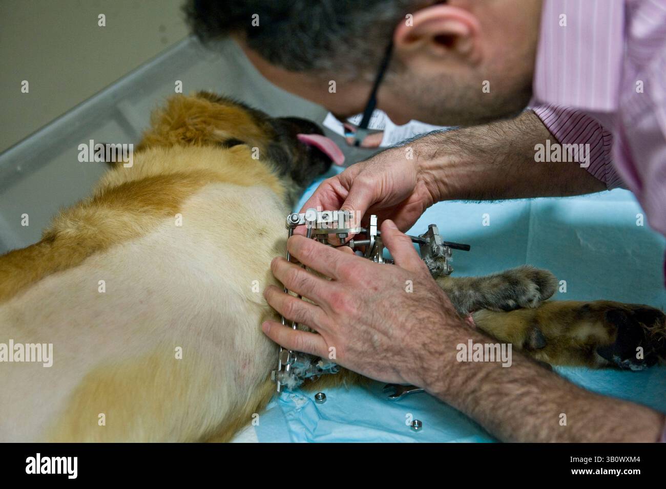 14. Dezember 2010 - Eashing, Surrey, Vereinigtes Königreich - mit dem Hund unter Sedierung und der Hilfe von Krankenschwester Kimberly Noel nimmt Anpassungen an Peggys externem Skelettfixator vor, der eingesetzt wurde, um die komplexe Wachstumsdeformität des Unterarms zu korrigieren. Fast alle anderen Tierärzte würden nicht versuchen, eine solche Spesenkorrektur nicht zu erwähnen, sondern stattdessen ihr Bein amputieren. In einem solchen Fall sind die Kosten hoch, bis zu mehreren Tausend Pfund. Noel schwingt seine eigenen Kosten und zahlt teilweise für die Teile. Die Eigentümer zahlen einen Beitrag zu den Artikeln. Noel Fitzpatrick ist ein pio Stockfoto