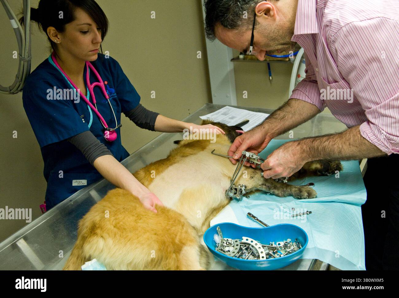 14. Dezember 2010 – Eashing, Surrey, Vereinigtes Königreich – mit dem Hund unter Sedierung und der Hilfe von Krankenschwester Kimberly nimmt Noel Anpassungen an Peggys externem Skelettfixator vor, der eingesetzt wurde, um die komplexe Wachstumsdeformität des Unterarms zu korrigieren. Fast alle anderen Tierärzte würden nicht versuchen, eine solche Spesenkorrektur nicht zu erwähnen, sondern stattdessen ihr Bein amputieren. In einem solchen Fall sind die Kosten hoch, bis zu mehreren Tausend Pfund. Noel schwingt seine eigenen Kosten und zahlt teilweise für die Teile. Die Eigentümer zahlen einen Beitrag zu den Artikeln. Noel Fitzpatrick ist ein pi Stockfoto