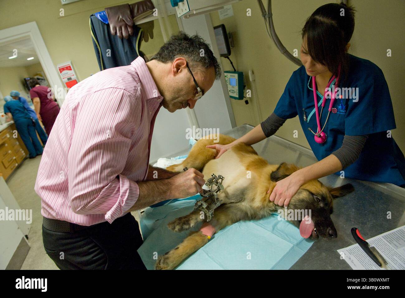 14. Dezember 2010 – Eashing, Surrey, Vereinigtes Königreich – mit dem Hund unter Sedierung und der Hilfe von Krankenschwester Kimberly nimmt Noel Anpassungen an Peggys externem Skelettfixator vor, der eingesetzt wurde, um die komplexe Wachstumsdeformität des Unterarms zu korrigieren. Fast alle anderen Tierärzte würden nicht versuchen, eine solche Spesenkorrektur nicht zu erwähnen, sondern stattdessen ihr Bein amputieren. In einem solchen Fall sind die Kosten hoch, bis zu mehreren Tausend Pfund. Noel schwingt seine eigenen Kosten und zahlt teilweise für die Teile. Die Eigentümer zahlen einen Beitrag zu den Artikeln. Noel Fitzpatrick ist ein pi Stockfoto