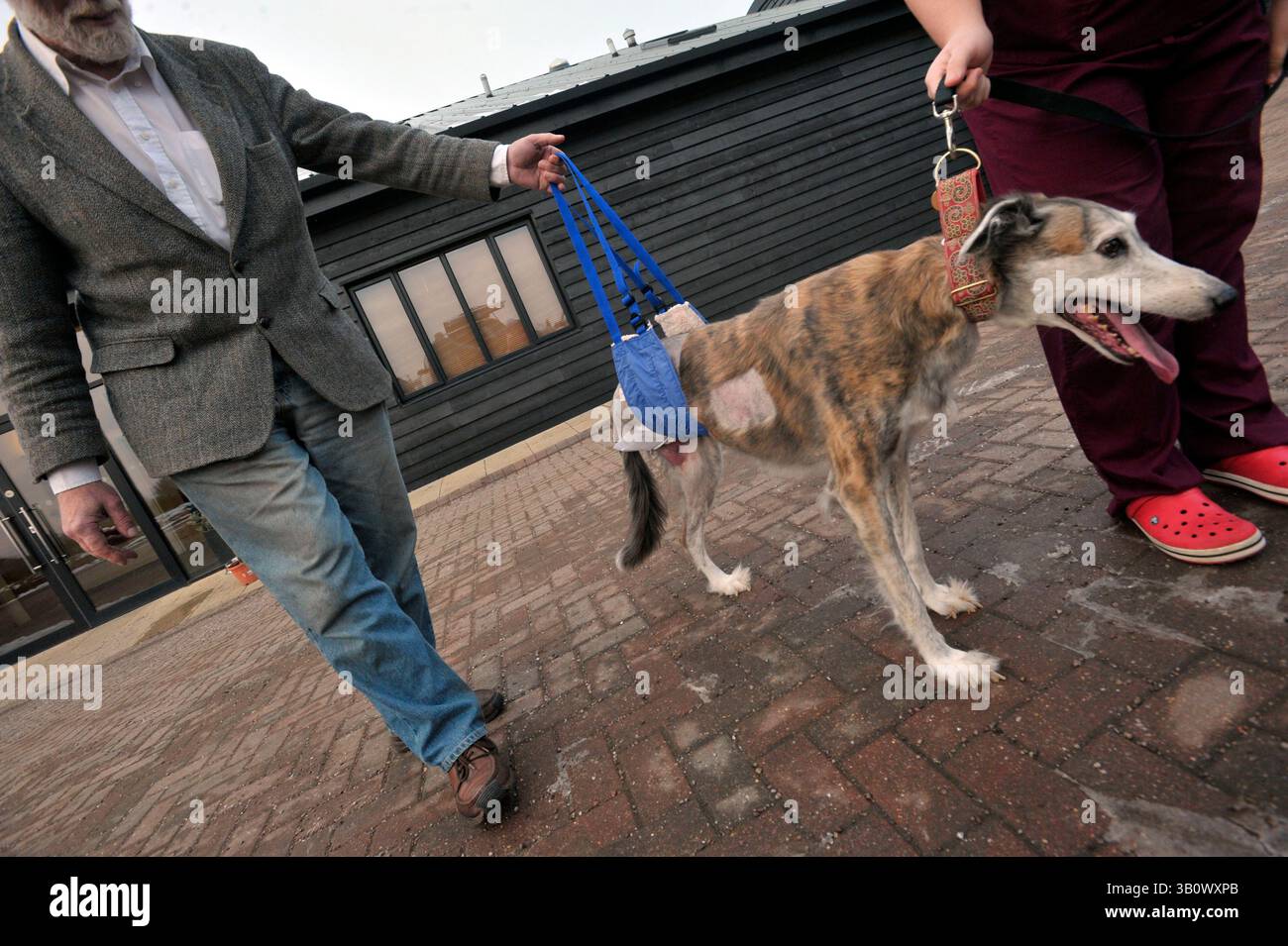 Dezember 2010 - Eashing, Surrey, Vereinigtes Königreich - Obwohl Noel, wo immer möglich, versuchen wird, Amputationen zu vermeiden, tut er dies nicht um der Sache willen, sondern handelt wie ein menschlicher Arzt nur in dem, was er für das wohl des Patienten hält. Polly, ein Windhund, ist wegen einer Untersuchung gekommen, nachdem Noel ihr hinteres Bein amputiert hat. Da sich der Krebs durch den Oberschenkel von Polly ausgebreitet hatte und sich in das Kniegelenk ernährte, galt Pollys Bein als nicht rettbar. Noel Fitzpatrick ist ein Pionier-Tierarzt, ein sogenannter bionischer Tierarzt und seine millionenschwere Tierarztpraxis befindet sich in Eashing, Surrey, Engl Stockfoto