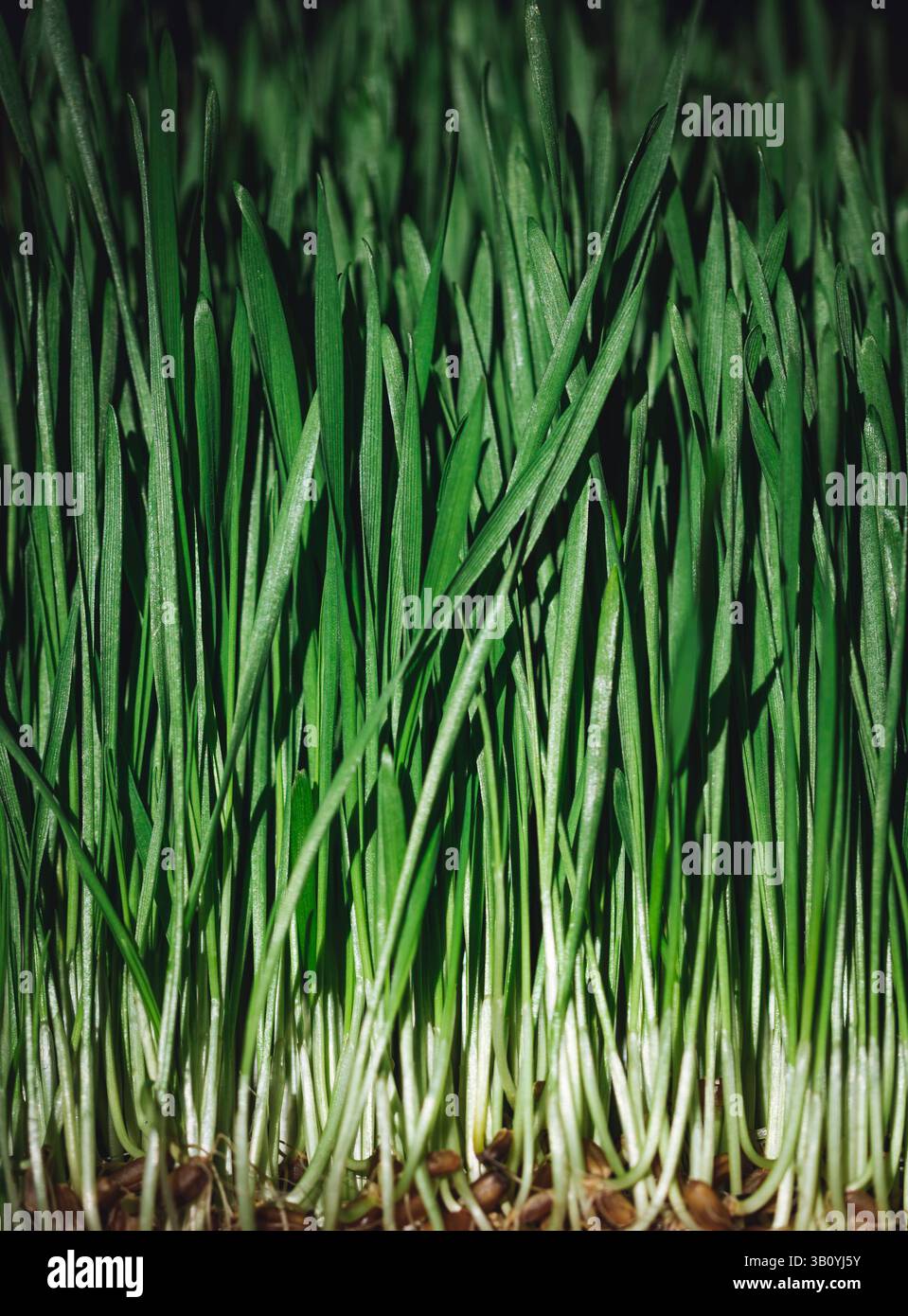 Weizengras und grüne Stiele Stockfoto