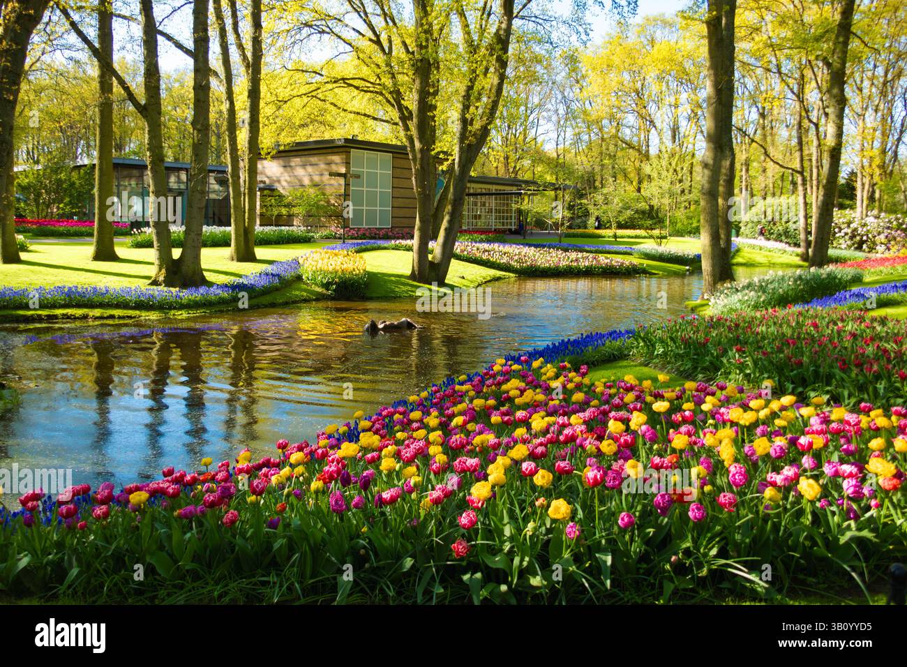 Farbenfrohe Grenzen aus Tulpen und Muscari säumen einen Bach in den Gärten des Keukenhof, wo Enten schwimmen, Bäume und ein modernes Gebäude im Hintergrund stehen. Stockfoto