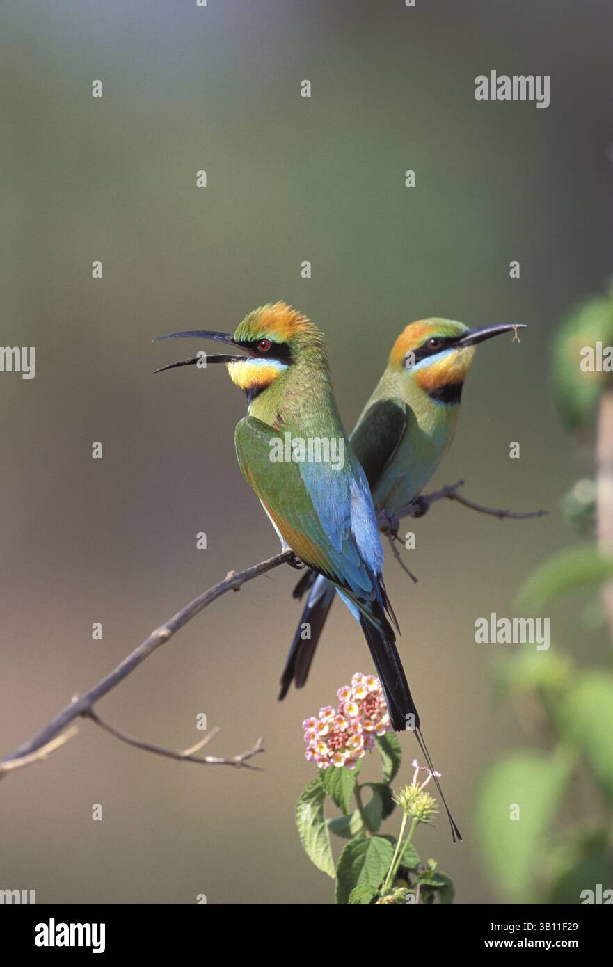 6. Januar 2009 - REGENBOGENBIENENFRESSER. Merops ornatus. Queensland. Australien. (Bild: © Dave Watts/Evolve/Photoshot/ZUMAPRESS.com) Stockfoto