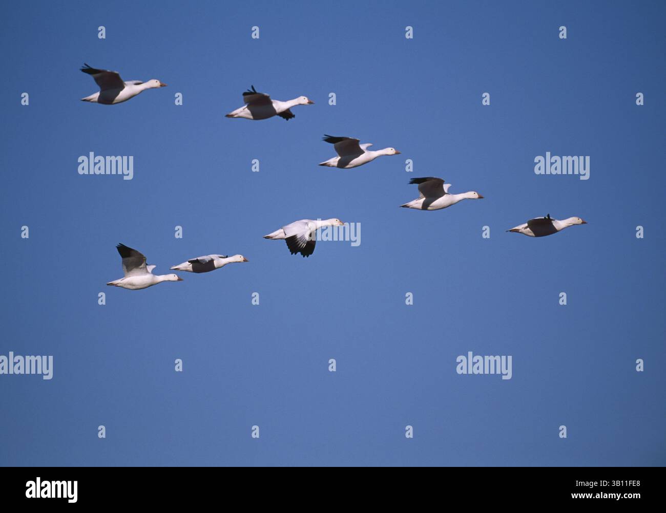 6. Januar 2009 - SCHNEEGÄNSE im Flug in V-Formation. Anser caerulescens. Bosque del Apache National Wildlife. Reservieren. New Mexico. USA. (Bild: © John Shaw/Evolve/Photoshot/ZUMAPRESS.com) Stockfoto