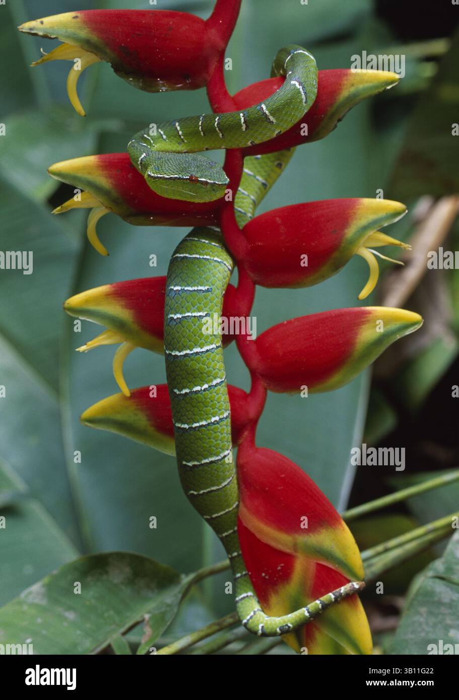 Januar 2009 - WAGLER's PALM VIPER auf Heliconia. Tropidolaemus wagleri. Kinabatangan River. Sabah. Borneo. Malaysia (Bild: © Nick Garbutt/Evolve/Photoshot/ZUMAPRESS.com) Stockfoto