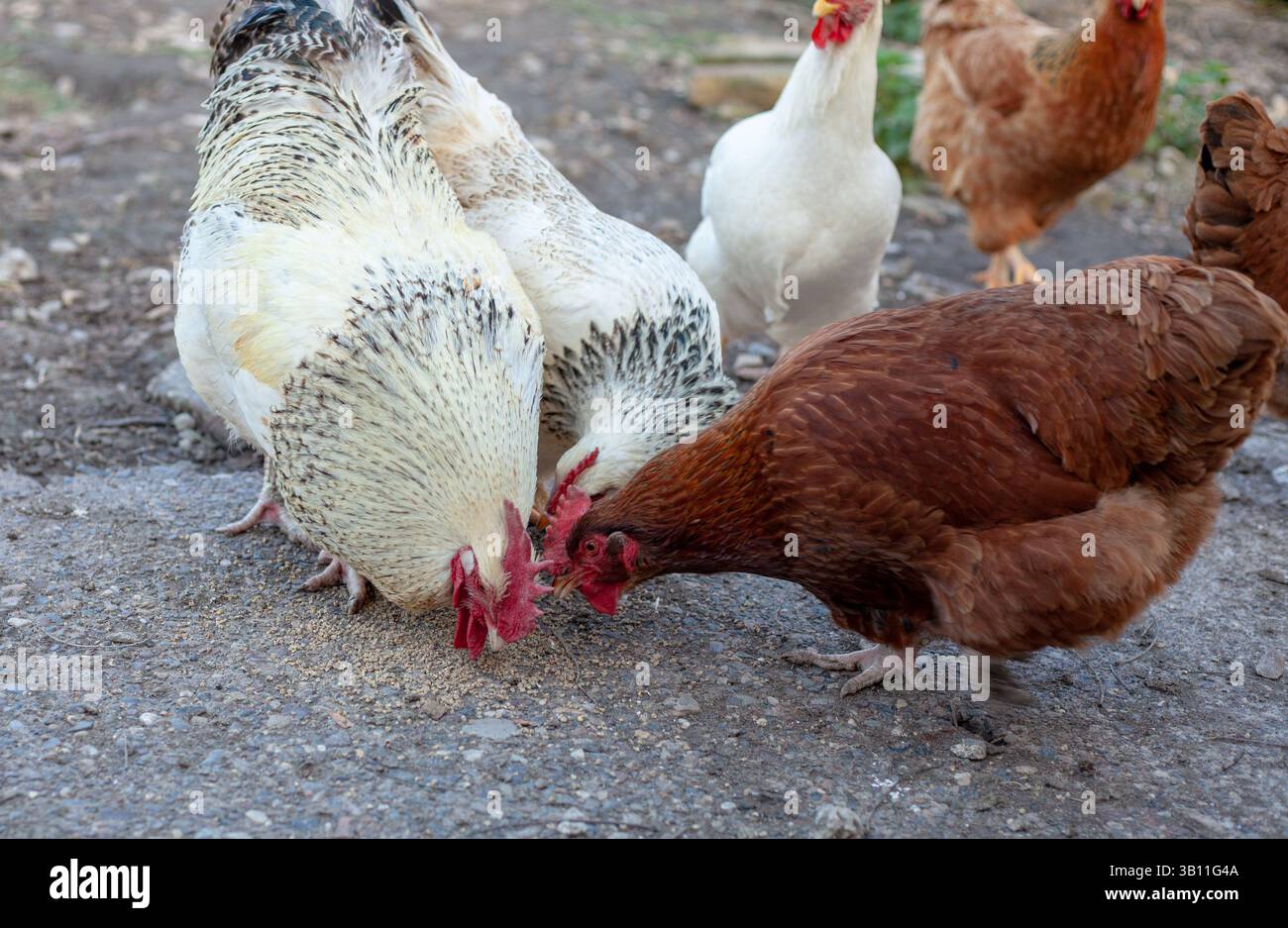 Freilandhühner genießen die Natur in einer friedlichen ländlichen Umgebung, picken und bewegen sich frei unter natürlichem Tageslicht Stockfoto