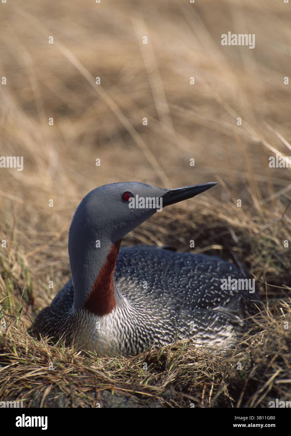 6. Januar 2009 - ROTKEHLENTAUCHER oder LOON auf Nest. Gavia stellata. Yukon Delta National Wildlife. Zuflucht. westliches Alaska. USA (Bild: © Stephen Krasemann/Evolve/Photoshot/ZUMAPRESS.com) Stockfoto