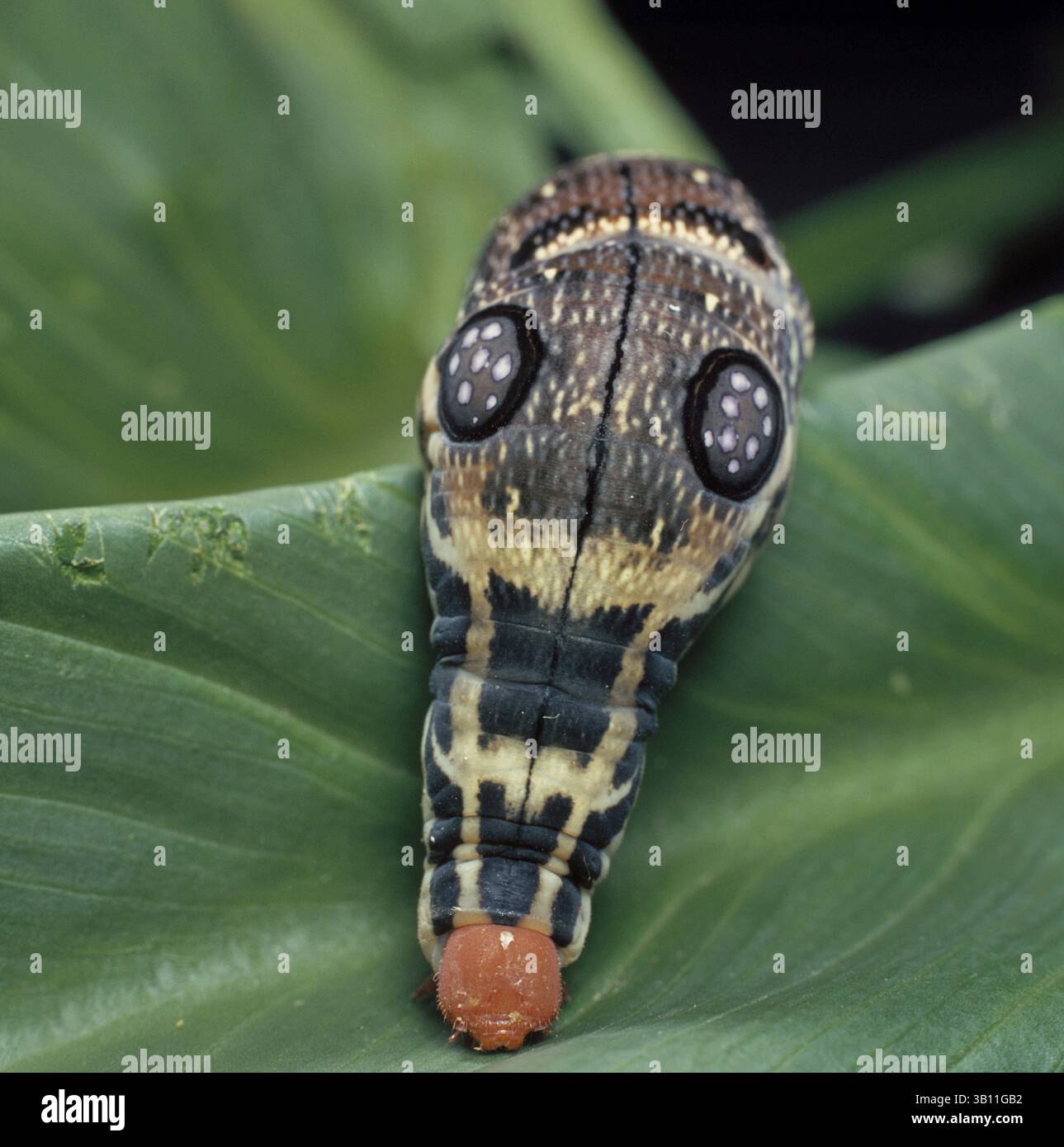 Januar 2009 - HAWKMOTH Larva. (Augentöpfe schrecken Raubtiere ab). Südafrika (Foto: © Anthony Bannister/Evolve/Photoshot/ZUMAPRESS.com) Stockfoto