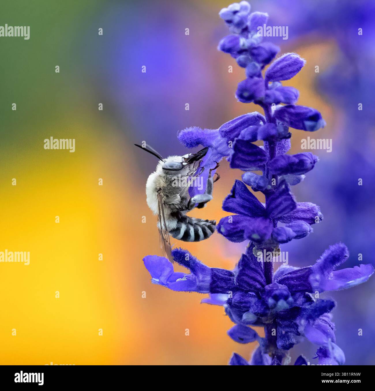 Eine Digger-Biene (Anthophora urbana) bestäubt eine hell-violette Salvia-Blume mit goldenem Gartenhintergrund. Stockfoto