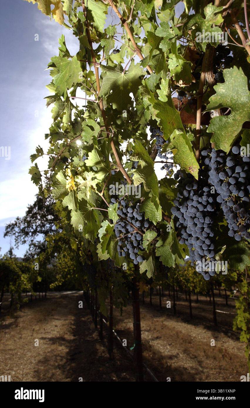 8. Oktober 2002 - Healdsburg, Kalifornien, USA - sind Weintrauben reif für die Ernte im Gallo Sonoma Weingut in der Nähe von Healdsburg. (Bild Kredit: © Adrian Mendoza 10/Modesto Bee/ZUMAPRESS.com) Stockfoto