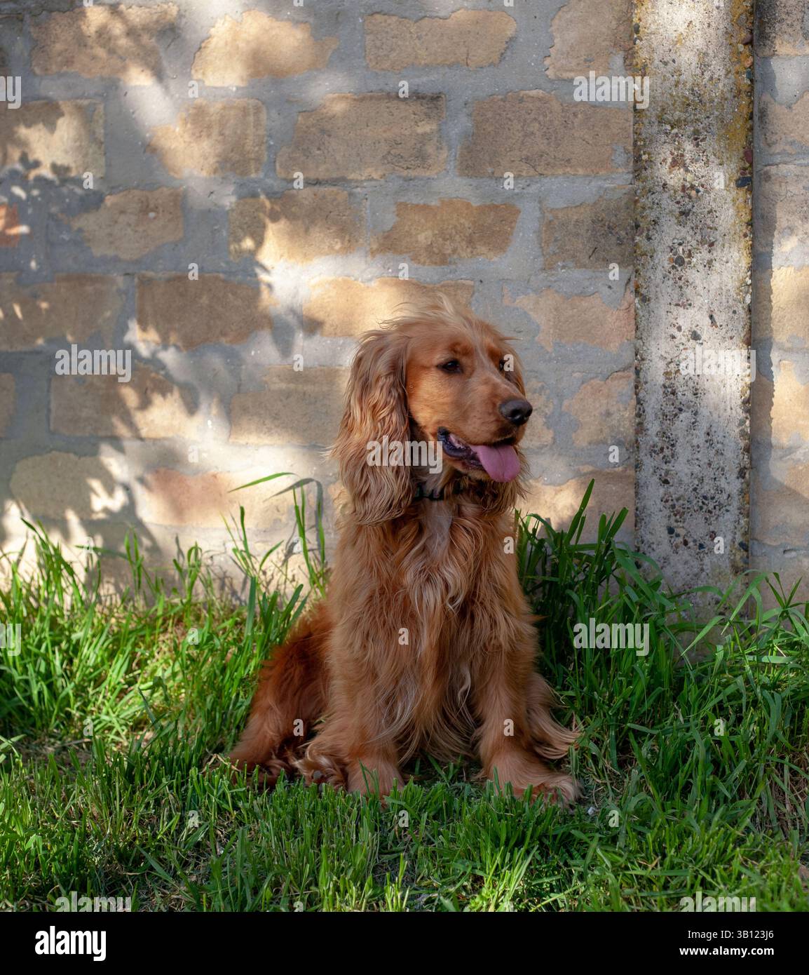 Der niedliche Cocker Spaniel-Hund sitzt draußen und zeigt seine ausdrucksstarken Augen, langen Ohren und das wellenförmige Fell. Stockfoto