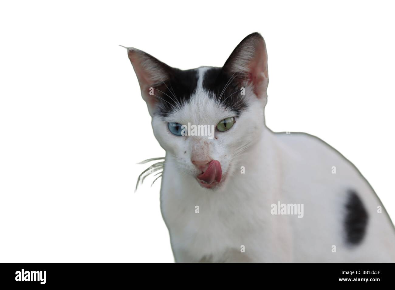Katze mit markanten Markierungen und auffallend einzigartigen Augen – ein blaues und ein grünes. Mit der Zunge, die spielerisch herausragt. Stockfoto
