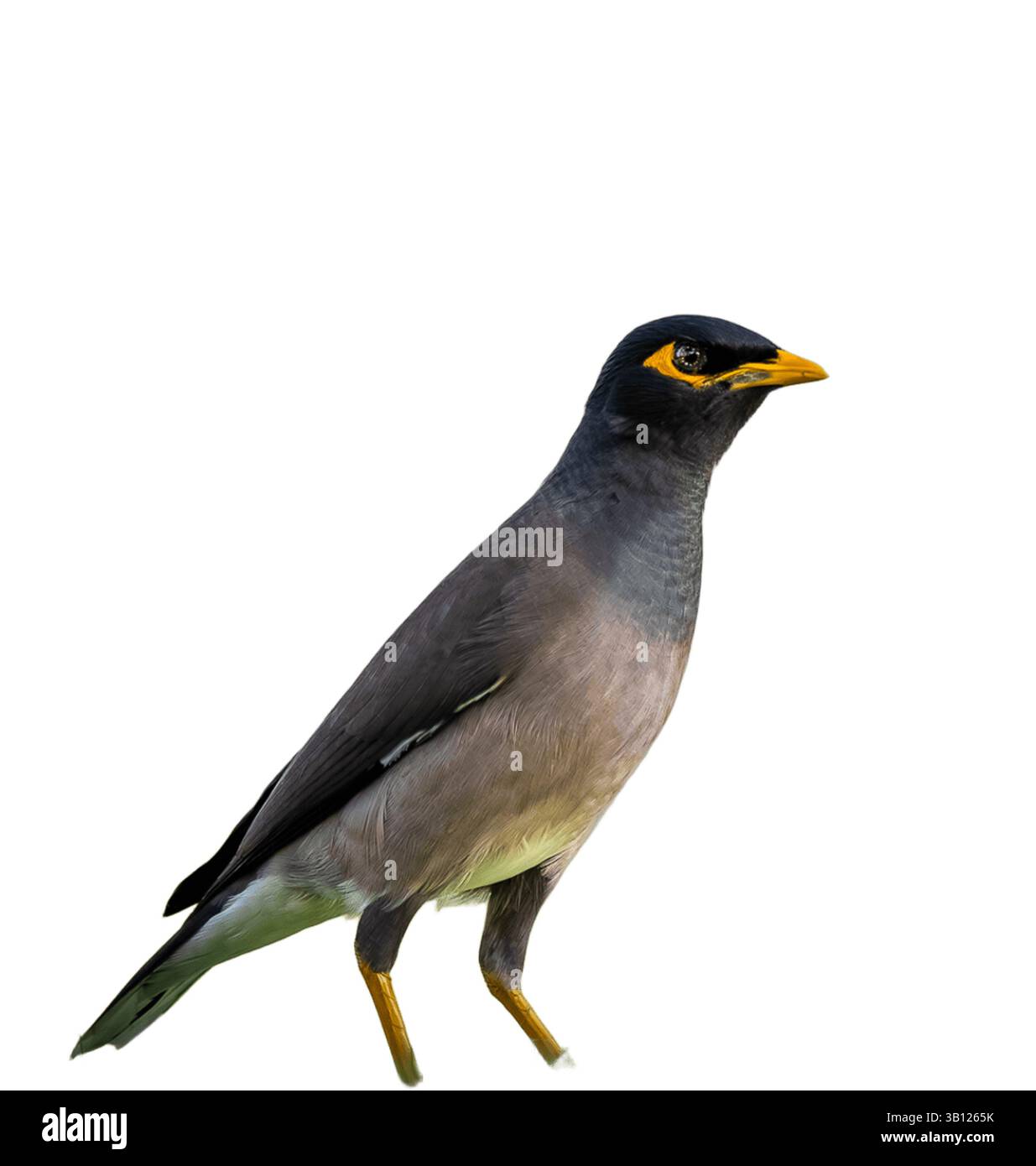 Isoliertes Bild einer gewöhnlichen Myna (Acridotheres tristis), eines mittelgroßen Vogels mit charakteristischen gelben Augenflecken, schwarzem Kopf und bräunlich-grauem Körper Stockfoto