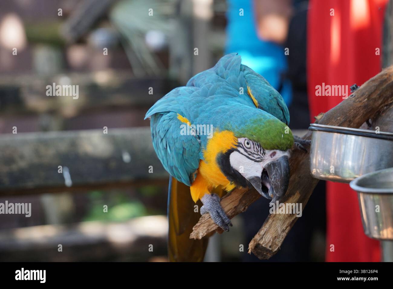 Nahaufnahme eines schreienden Aras, eines tropischen Papageiens mit bunten blauen und gelben Federn und einem großen Schnabel, der auf einem Baumzweig sitzt. Stockfoto