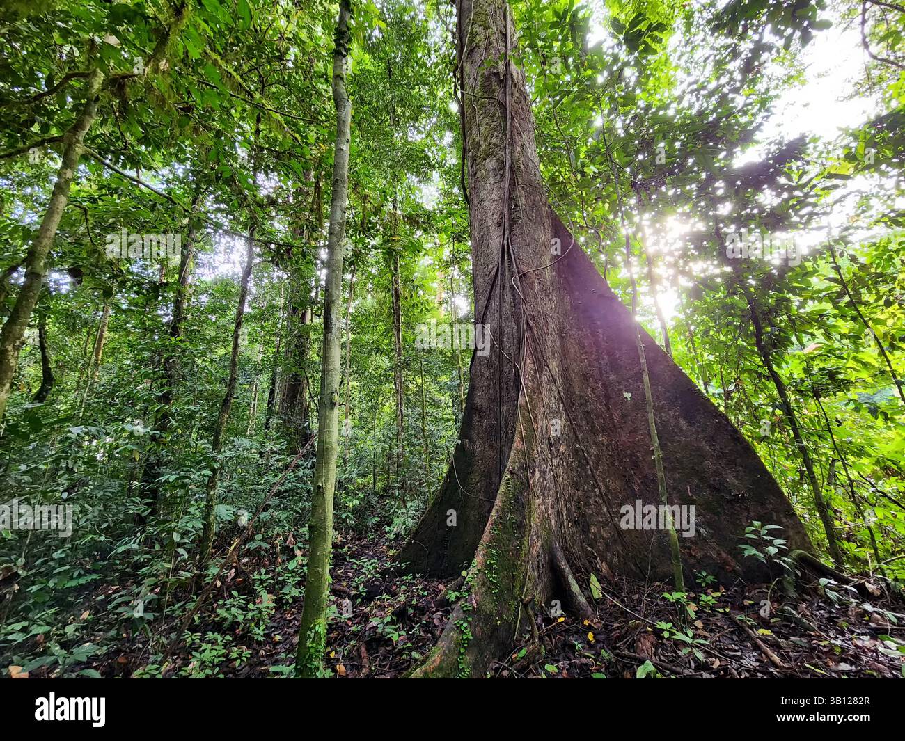 Dipterocarp Baumstamm im Danum Valley Conservation Area Lahad Datu Sabah Stockfoto