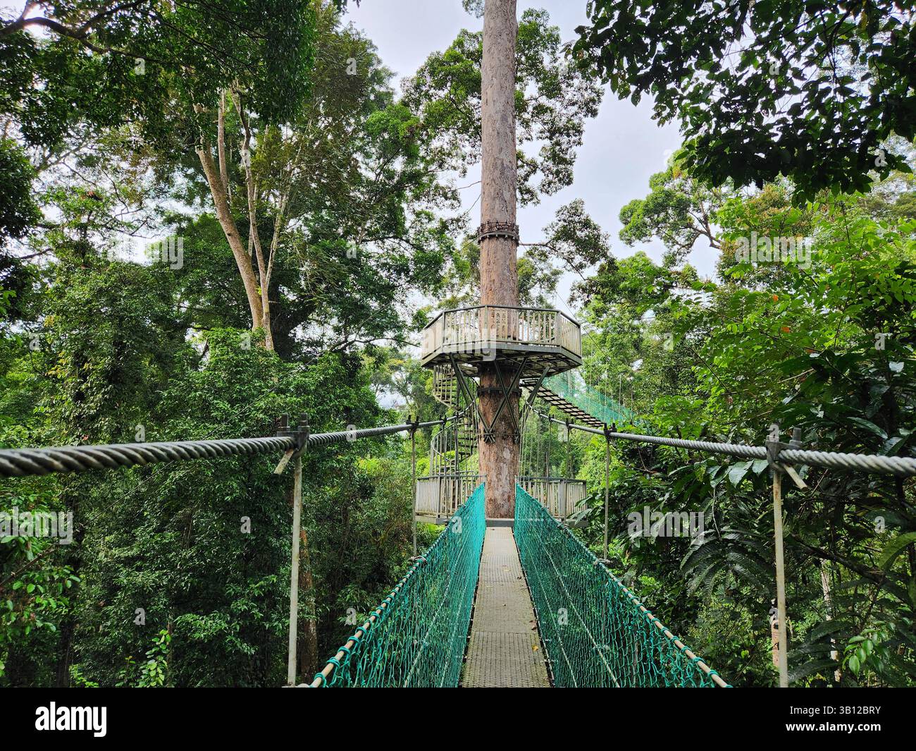Hängebrücke mit Baumdach und Plattform im tropischen Regenwald des Danum Valley Lahad Datu Sabah Stockfoto