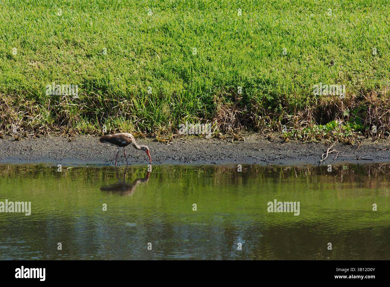 Rosettenlöffelschnabel rot, rosa und weiß im Rückhalteteich, der den Schnabel im Wasser hin und her bewegt und auf Nahrungssuche sucht. Blauer Himmel und grüne Reflexionen im Wasser Stockfoto