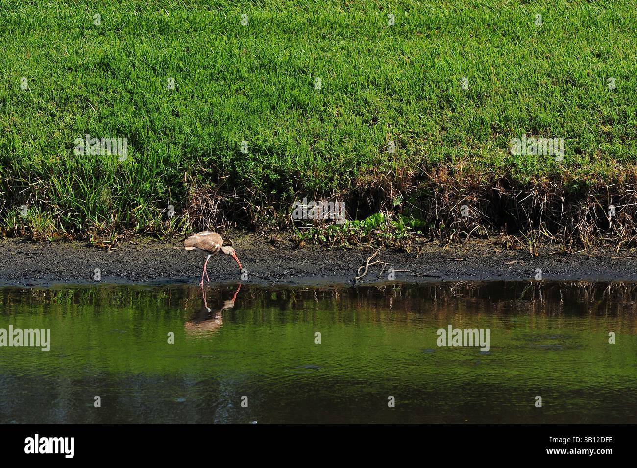 Rosettenlöffelschnabel rot, rosa und weiß im Rückhalteteich, der den Schnabel im Wasser hin und her bewegt und auf Nahrungssuche sucht. Blauer Himmel und grüne Reflexionen im Wasser Stockfoto
