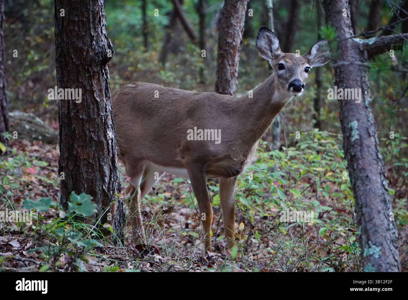 Zwischen den Bäumen eines Virginia-Waldes verbirgt sich ein Wildschwanzhirsch oder Virginia-Hirsch; die junge Rehkuh sieht vorsichtig aus Stockfoto