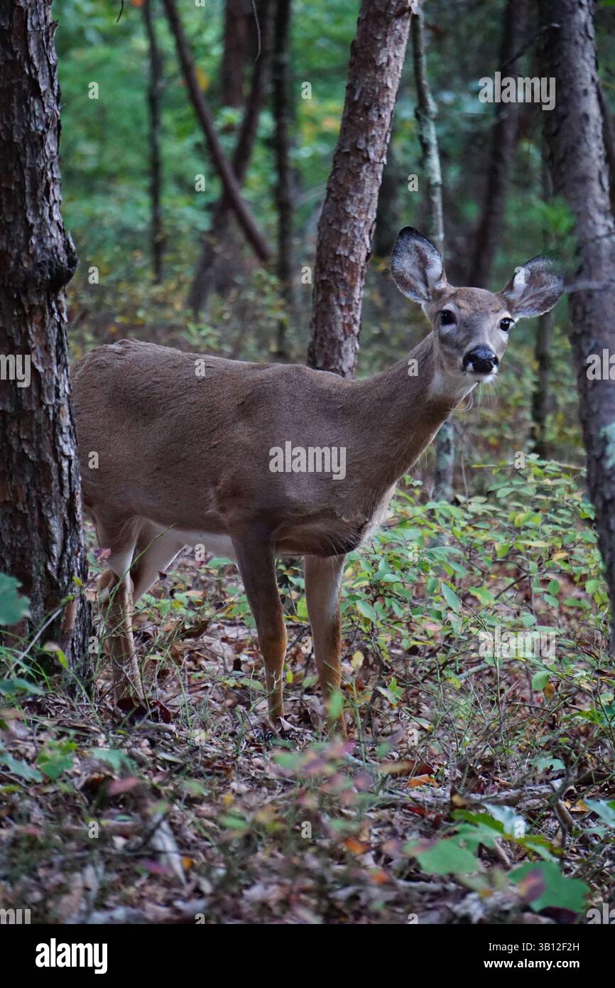 Vertikales Bild eines Wildschwanzhirsches, oder Virginia-Hirsches, der zwischen den Bäumen eines Virginia-Waldes wachsam steht; junge Rehe Stockfoto