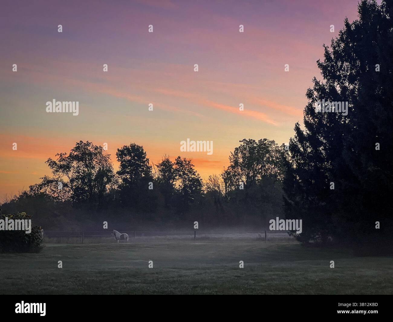 Nebliger Sonnenaufgang über ländlicher Weide mit Pferden, die in der Ferne weiden Stockfoto