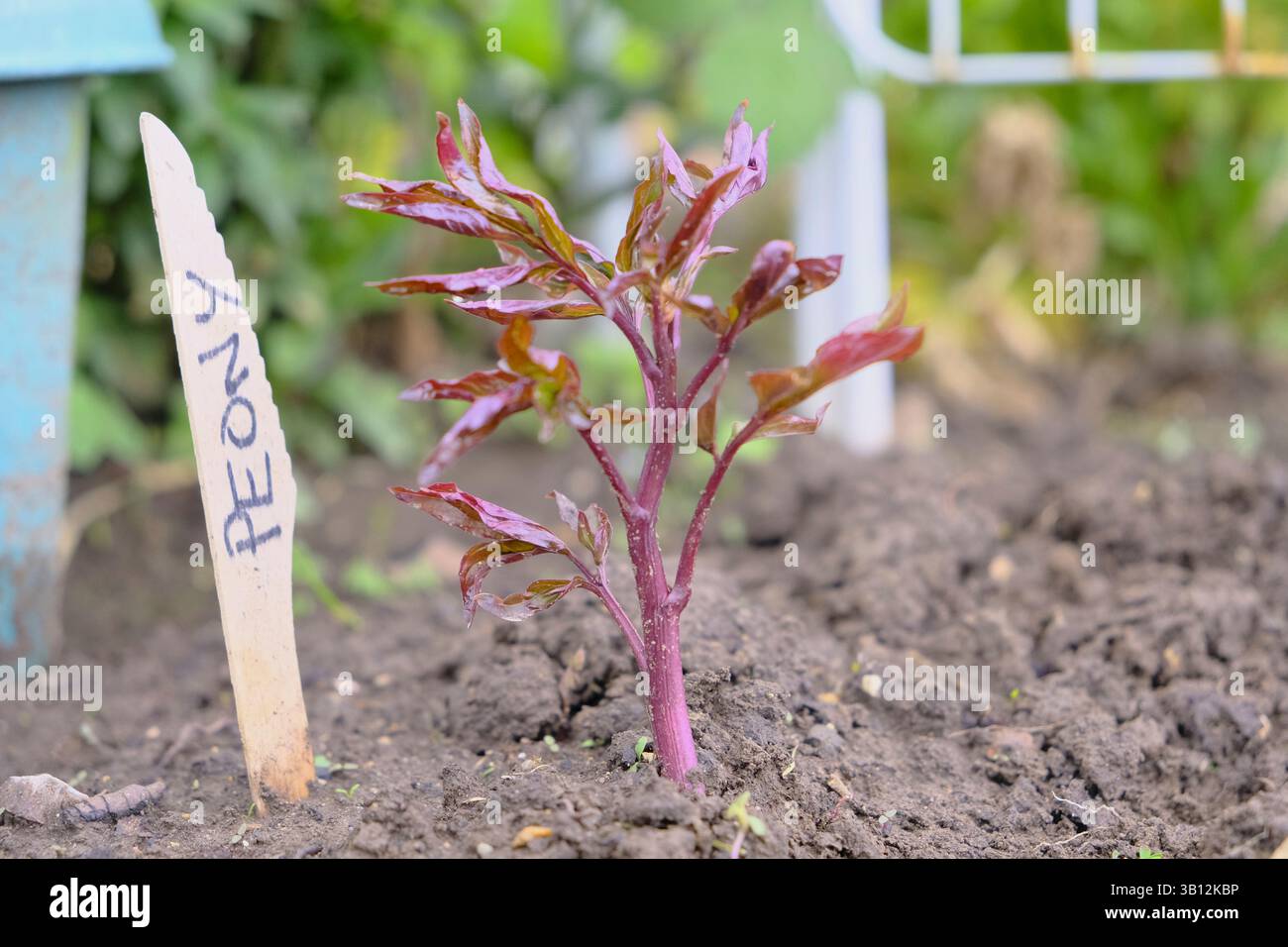 Junge Pfingstrose „Coral Charm“ Stockfoto