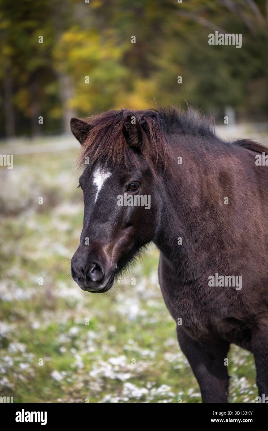 Porträt eines dunklen Islandpferdes auf ländlicher Weide mit weichem Wiesenhintergrund Stockfoto
