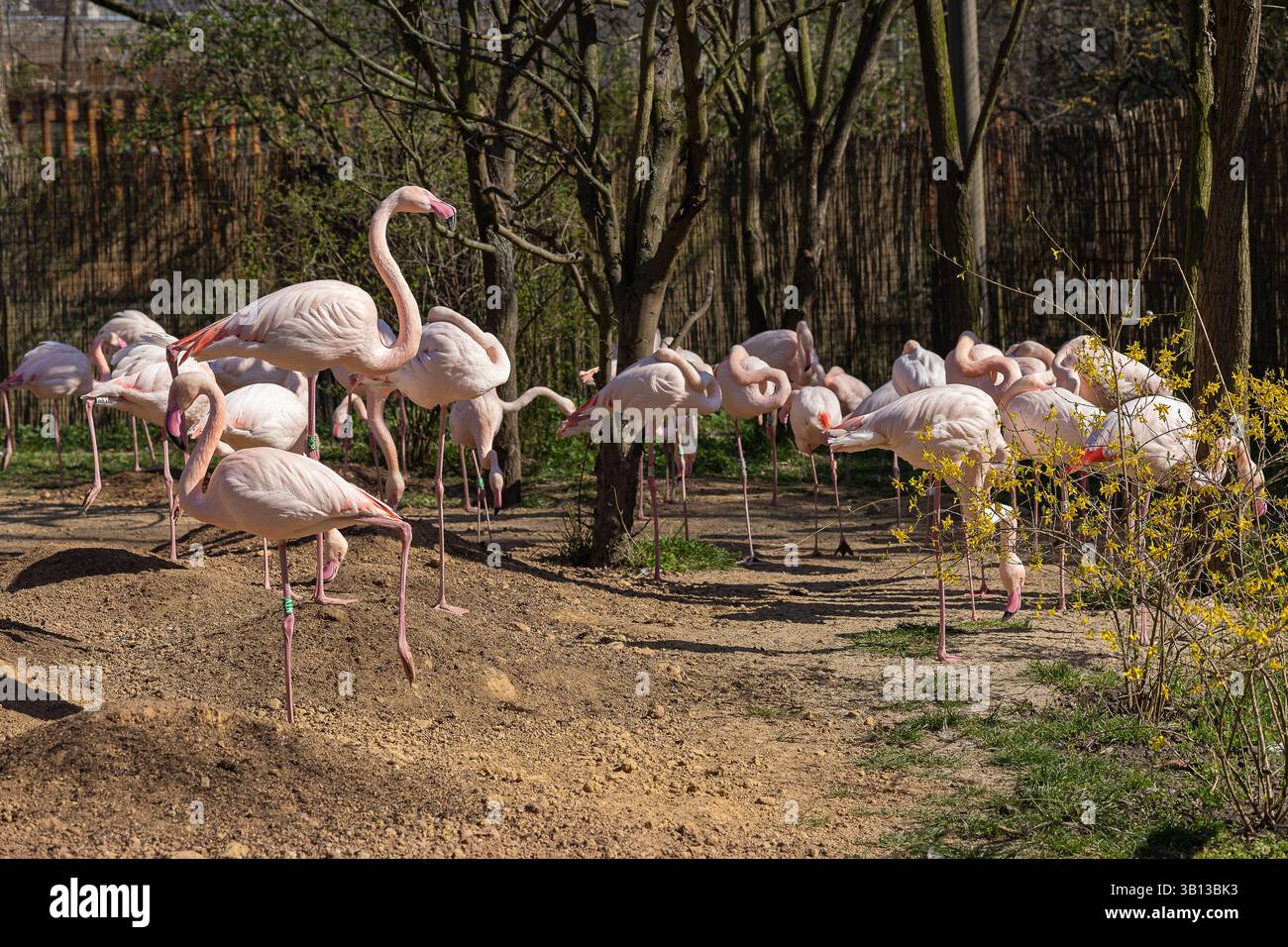 Gruppe rosafarbener Flamingos auf einem Bein in einem Zoogehege an einem sonnigen Frühlingstag, umgeben von Bäumen und gelb blühenden Büschen Stockfoto